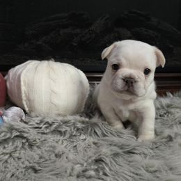 Big boy aka Yettie - Cream male French Bulldog puppy in North Branch, Minnesota from Halverson Bulldogges