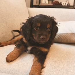 Chip - Red male Companion Cross puppy in Georgetown, Texas from The Darling Pup
