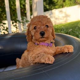 Female 5 - Red  female Poodle puppy in Bettendorf, Iowa from Red Door Poodles