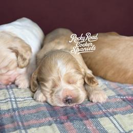 Honey - Buff female Cocker Spaniel puppy in Nashville, Arkansas from Rocky Road Puppies