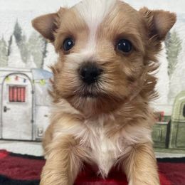 Maltese, Miniature Australian Shepherds, Poodles, Shih Tzus, Toy Australian Shepherds, and Yorkshire Terriers from Love At FURst Sight TX Kiss My Aussie