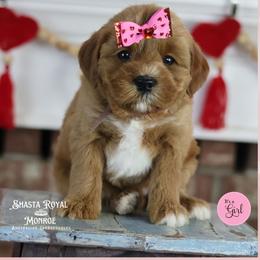 Treasure - Red female Australian Labradoodle puppy in Redding, California from Shasta Royal Monroe Puppies