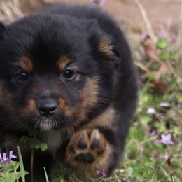 Australian Shepherds, Miniature Australian Shepherds, and Toy Australian Shepherds from Elmo’s Toy and Miniature Australian Shepherds