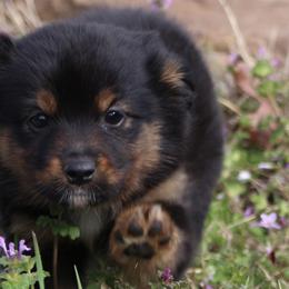 Australian Shepherds, Miniature Australian Shepherds, and Toy Australian Shepherds from Elmo’s Toy and Miniature Australian Shepherds