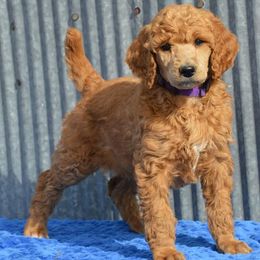 Poodles from Big Piney Poodles