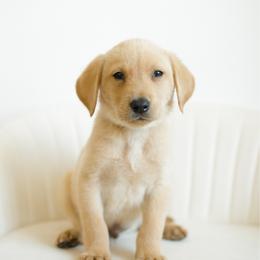 Hail - Yellow male Labrador Retriever puppy in Allons, Tennessee from UC Labradors LLC