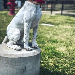 German Shorthaired Pointer Puppies from Dem Feuerhaus Gun Dogs