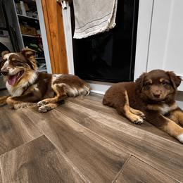 Australian Shepherd Puppies from McElroy Homestead Austrailian Shepherds
