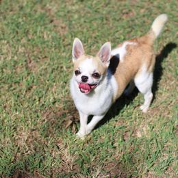 Lucky - Chihuahua