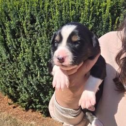 Casper - Black tri-color male Australian Shepherd puppy in Salem, Oregon from Steady Aim Aussies