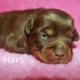 Harli - Red tri-color female Miniature American Shepherd puppy in Godley, Texas from Flying H Toy and Mini Aussies