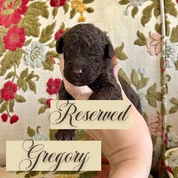 Gregory - Chocolate male Goldendoodle puppy in Aubrey, Texas from The Parrish Doods