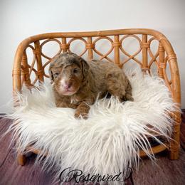 Johnson - Merle male Goldendoodle puppy in from Pink Poodles and Doodles