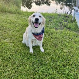 Ellie - Golden Retriever