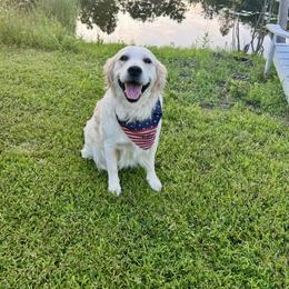 Ellie - Golden Retriever