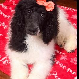 Cinnamon (Pink Collar) - Parti female Poodle puppy in League City, Texas from Chauffeured Poodles