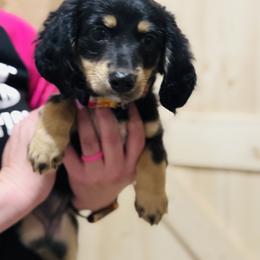 Dachshund Puppies from Davidson's Dachshunds