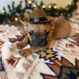 French Bulldog Puppies from Southern Class Frenchies