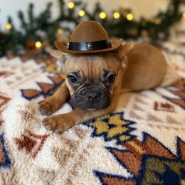 French Bulldog Puppies from Southern Class Frenchies