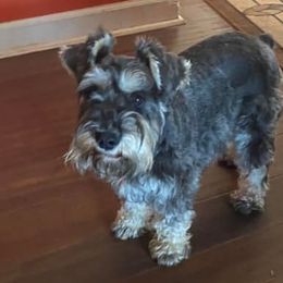 Miniature Schnauzers from Farmers Creek Kennel
