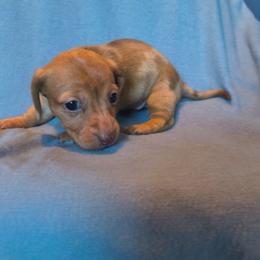 Willow - Dapple female Dachshund puppy in Opelika, Alabama from Dachshund Darlins