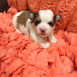 Lucy Orange Collar - White and tan female Mal-Shi puppy in Benton Harbor Mi, Michigan from Wiggle Bottom Shih Tzu/Maltese
