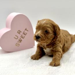 Strawberry - Cream female Cavapoo puppy in La Vernia, Texas from Texas Teddy Bears