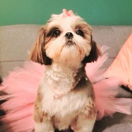 Shihpoos and Shih Tzus from Chancey's Puppy Oasis