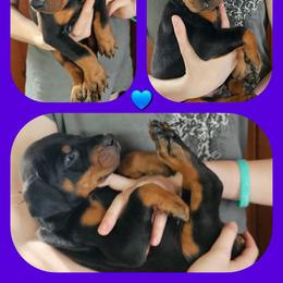 Purple - Black and rust male Doberman Pinscher puppy in Michie, Tennessee from JSG Dobermanns