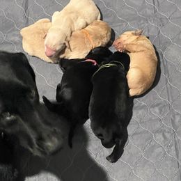 Labrador Retriever Puppies from Daylin’s Doodles & Labradors
