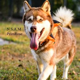 Rosie - Alaskan Malamute