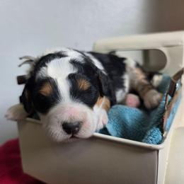 Luisa - Tri-color female Bernedoodle puppy in Blackfoot, Idaho from Draper Mountain Doodles