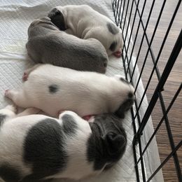 French Bulldog Puppies from French Blu’s