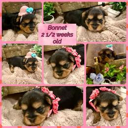 Bonnie - Black and tan female Yorkshire Terrier puppy in Tangipahoa County, Louisiana from Riche’ Louisiana Yorkies