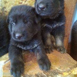 German Shepherd Puppies from Von Stephan Max Shepherds