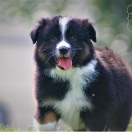 Miniature Australian Shepherd Puppies from Hunt N Oak Acres