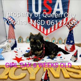 SAX ( as in Saxophone) - Black and tan female Yorkshire Terrier puppy in Charlotte, North Carolina from Queen City Yorkies
