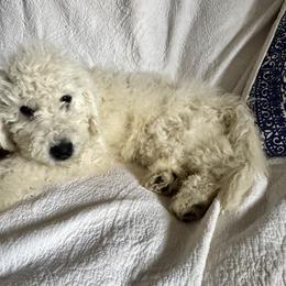 Komondor Puppies from Loyal Osi Komondork Kennel
