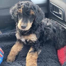 Aussiedoodles, Miniature Australian Shepherds, Poodles, and Toy Australian Shepherds from Blasted River Aussies and Poodles