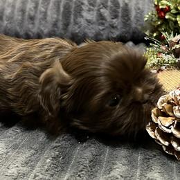 Shih Tzu Puppies from Hilltop Shih Tzus