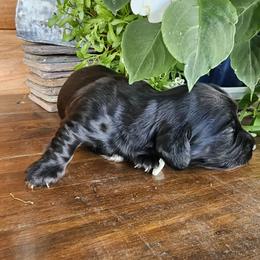 Gale - Black female Dachshund puppy in Franklin, West Virginia from Long Mountain Long Dogs