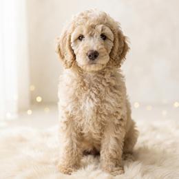 Liam (Service Dog Prospect) - Apricot male Poodle puppy in Lecanto, Florida from Lecanto Puppy