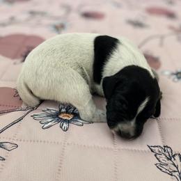 Sparrow - Black and white female German Shorthaired Pointer puppy in Hot Springs, Virginia from Thunder Mountain Gun Dogs