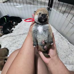 Kota-happiness red collar - Red male Shiba Inu puppy in Lehigh Acres, Florida from SWFL Happy Dogs