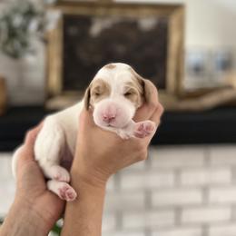 Maple - Apricot female Goldendoodle puppy in S AI Nt John, Indiana from Lulu's Goldendoodles