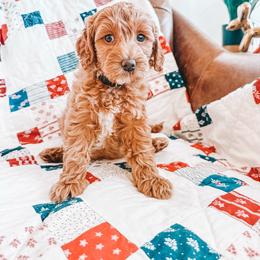 Jefferson (Black Collar) - Red  male Goldendoodle puppy in Beaverton, Oregon from Henry Elliots