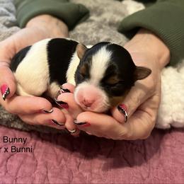 Lola Bunny - Blue tan and white female Biewer Terrier puppy in Chester, South Carolina from Classic Biewers