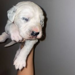 Dalmatian Puppies from Clarks 101 Dalmatians