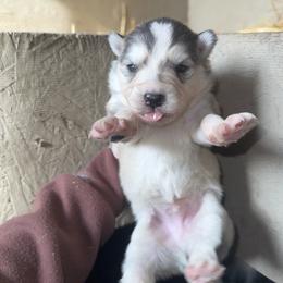Boy 3 - Sable and white male Siberian Husky puppy in Iron River, Wisconsin from Wiemeri Siberians