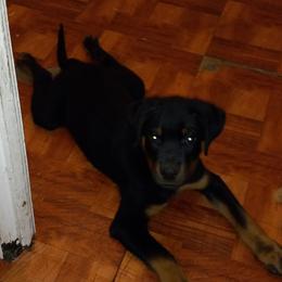 Rottweiler Puppies from Gregory Mulkeys Rottweilers